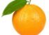 You Can Grow Citrus in North Florida - Emerald Coast Magazine (1)